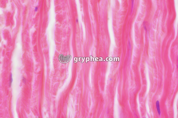 Sclérotique x400 - gryphea.org